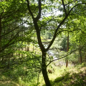 Skovlandskab ved Håre Mose