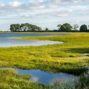 Sommer ved Odense Fjord