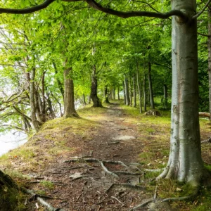 Nørreskoven skovsti langs vandet