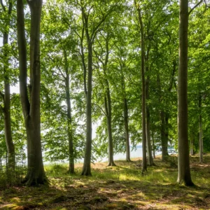 Nørreskoven Bøge ved Kysten