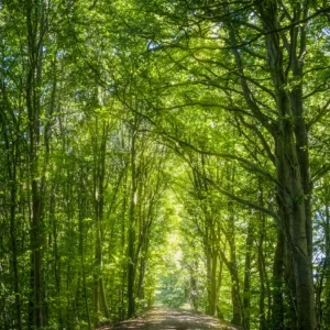 Skovalle i Vissenbjerg